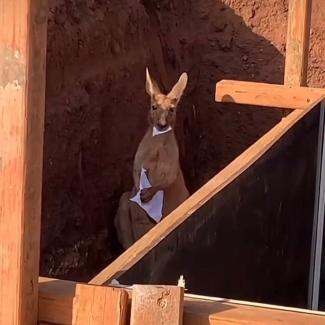 Kangaroo Immediately Identified As New Site Manager After Eating The Plans
